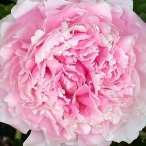 Sarah Bernhardt Garden Peony